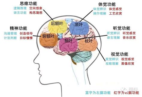 腦色分析|你的大腦是什麼顏色？－精選書摘｜商